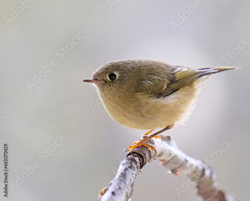 Cute ruby-crowned kinglet sitting on a branch in summer.