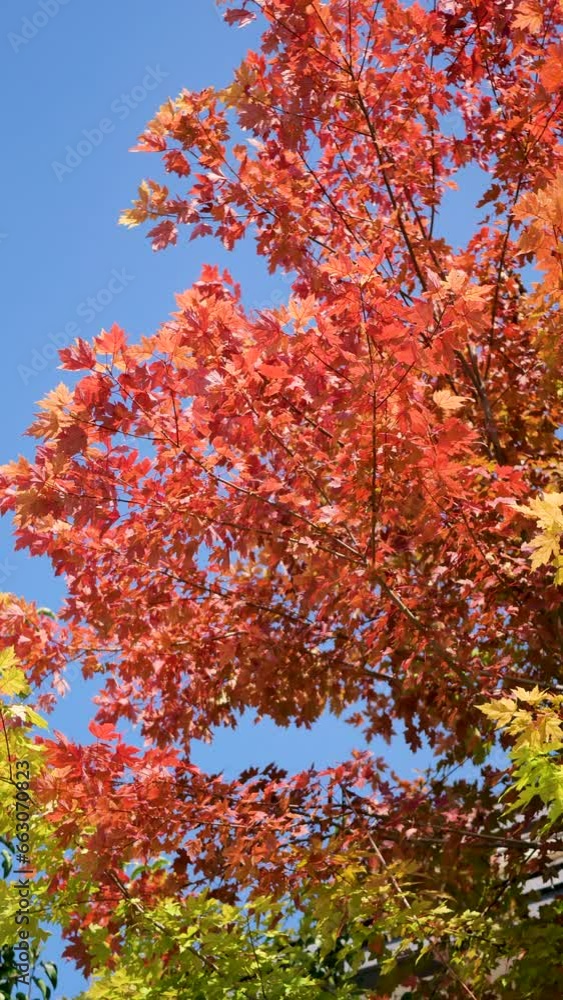 Red leaves on a tree Red leaves on a tree