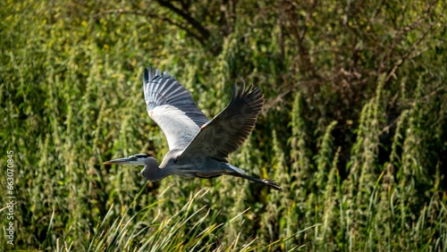 A Blue Heron in flight with nesting material in California. 