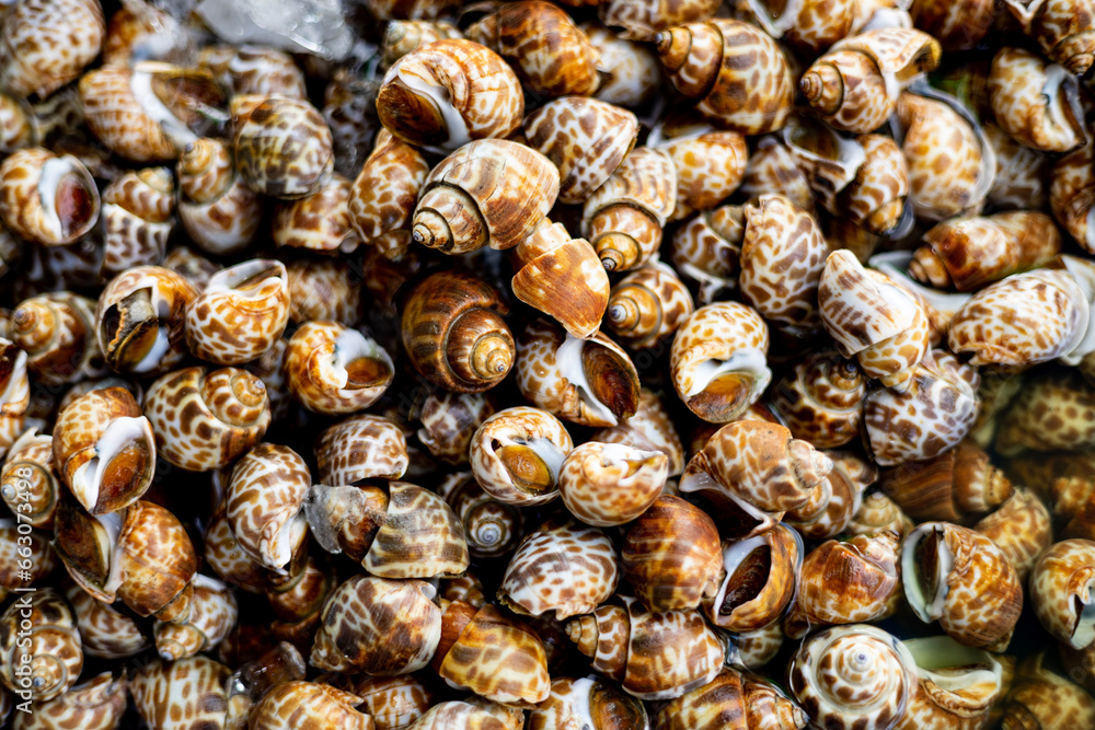 Seashells In The Seafood Market Seashells In The Seafood Market