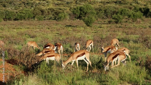 Herd of springbok antelopes (Antidorcas marsupialis) feeding in natural habitat, Mokala National Park, South Africa