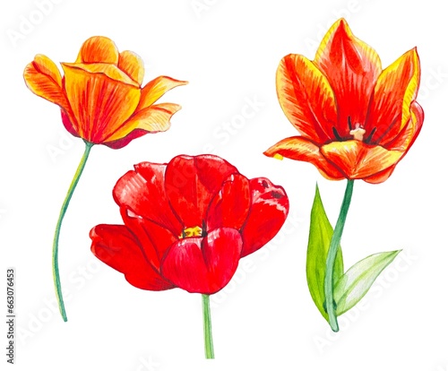 Hand drawn set with watercolor tulips in red and orange tones