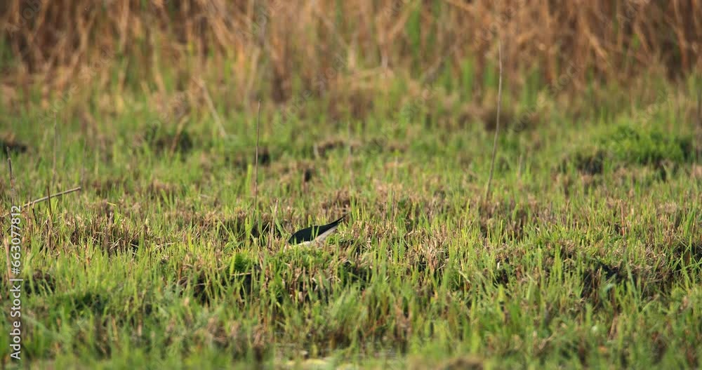 Black-winged stilt stands on the grass near the pond Black-winged stilt stands on the grass near the pond