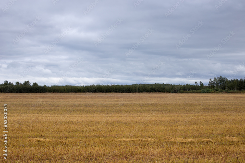 Autumn landscape, spacious fields with dense and bright grass Autumn landscape, spacious fields with dense and bright grass