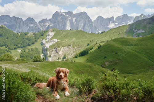 dog traveler in the mountains. Nova Scotia duck tolling retriever in the valley. Hiking with a pet in Montenegro 