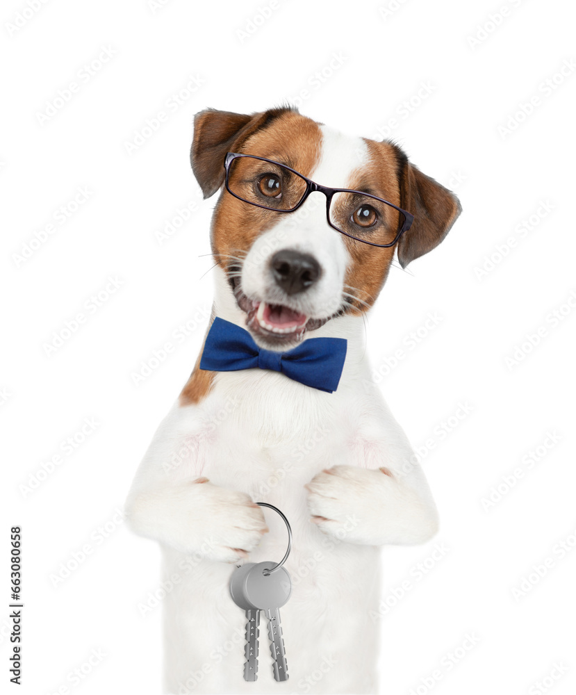 Jack russell terrier puppy wearing tie bow and eyeglasses holds in his paw keys to a new apartment. Isolated on white background