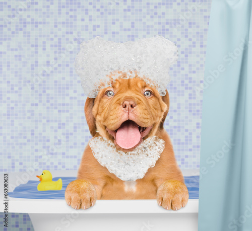 Happy Mastiff puppy with eye closed covered in soap bubbles takes the bath and in bathroom at home
