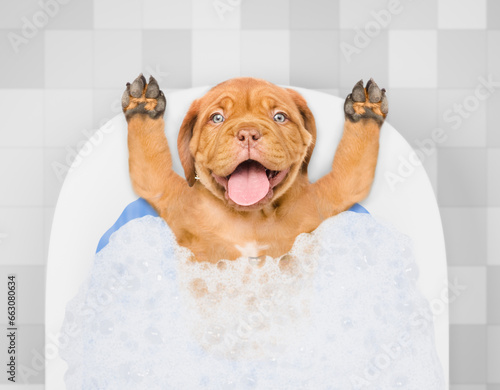 Happy Mastiff puppy takes the bath with foam at home. Top down view
