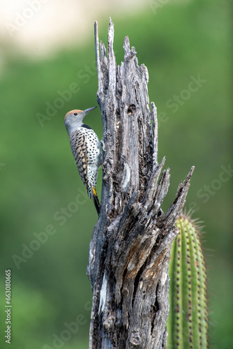 Female Cape Gilded Flicker (Colaptes chrysoides)