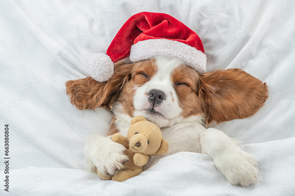 Cozy Cavalier King Charles Spaniel puppy wearing red santa hat sleeps and hugs toy bear under white blanket at home. Top down view