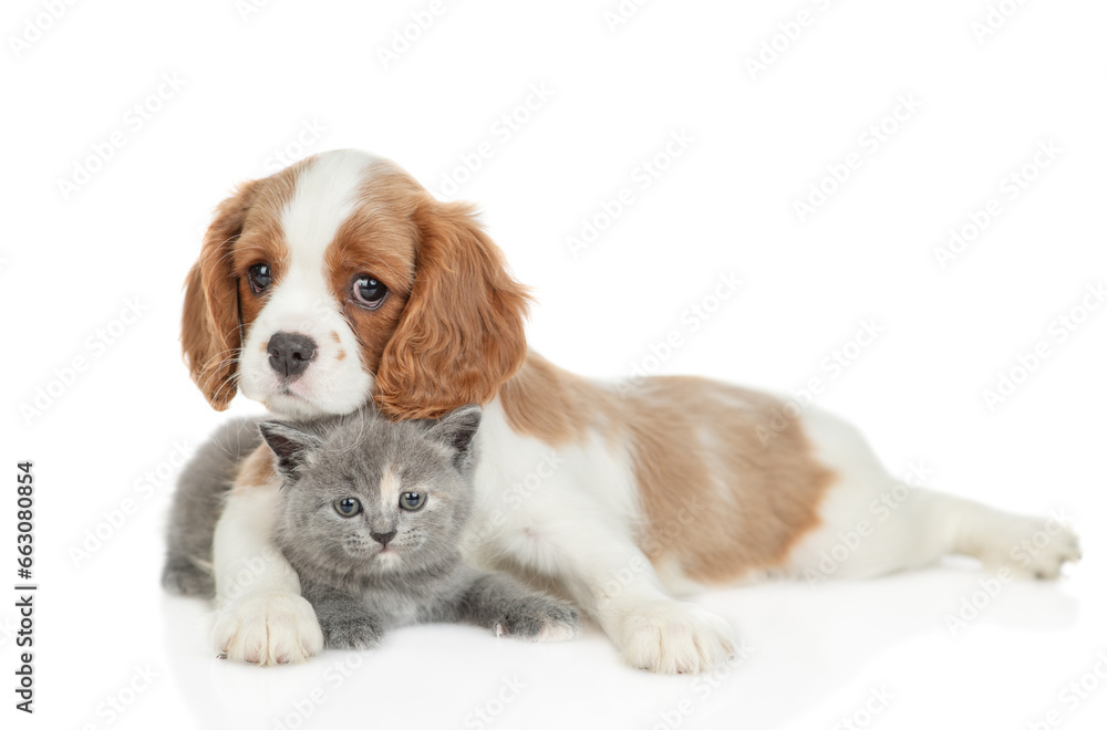 Cavalier King Charles Spaniel hugs tiny kitten. isolated on white background Cavalier King Charles Spaniel hugs tiny kitten. isolated on white background