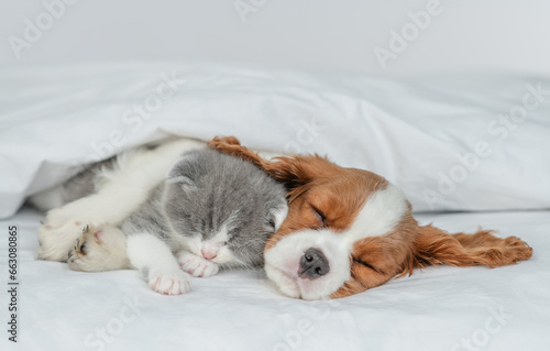 Cavalier King Charles Spaniel sleeps with tiny kitten on the bed at home