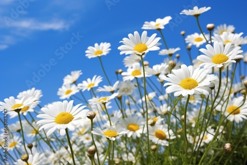 Spring daisies blooming under clear blue sky. Generative AI
