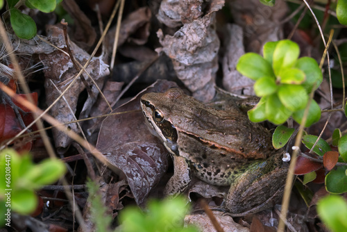 Wood frog with a brown camouflage in fallen leaves among branches.