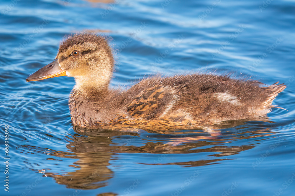 Cute little duckling swimming alone in a lake or river with calm water Cute little duckling swimming alone in a lake or river with calm water