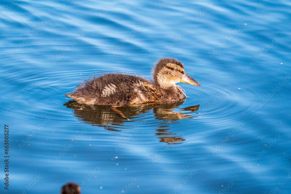 Cute little duckling swimming alone in a lake or river with calm water Cute little duckling swimming alone in a lake or river with calm water