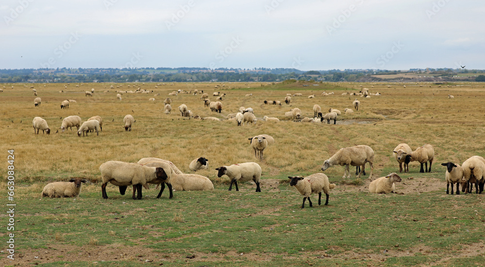 flock of numerous SUFFOLK sheep grazing grass in Europe