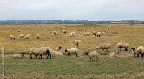 flock of numerous SUFFOLK sheep grazing grass in Europe