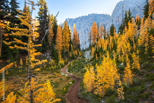 Amazing autumn alpine landscape with colorful redwood forest and spectacular yellow larch trees. Hiking trail near North Cascades National Park 