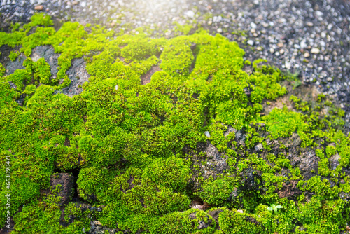 Green moss covered old cement wall, natural green moss texture background