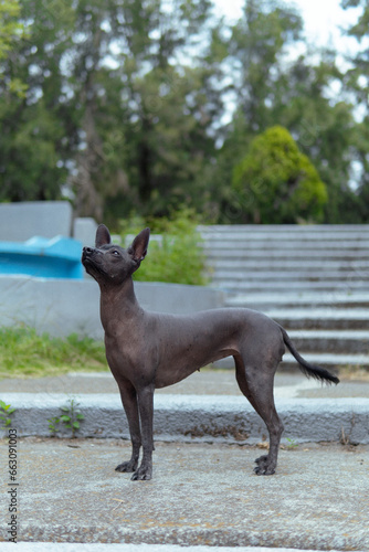 perro Xoloitzcuintle parado