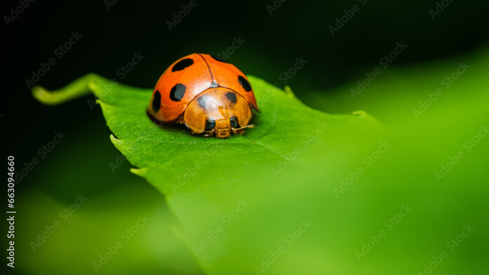 Fototapeta premium Red Ladybugs on green leaf and nature blurred background.