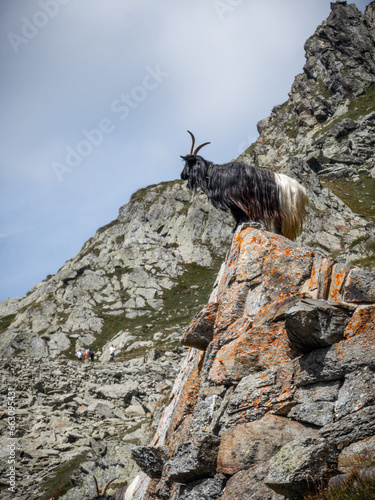 Wild animals in alps