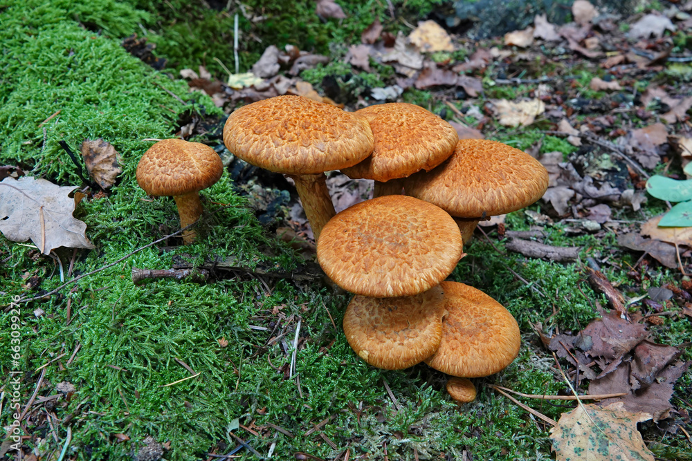 Closeup on an aggregation of emerging redbrown laughing gym or spectacular rustgill mushroom, Gymnopilus junonius Closeup on an aggregation of emerging redbrown laughing gym or spectacular rustgill mushroom, Gymnopilus junonius
