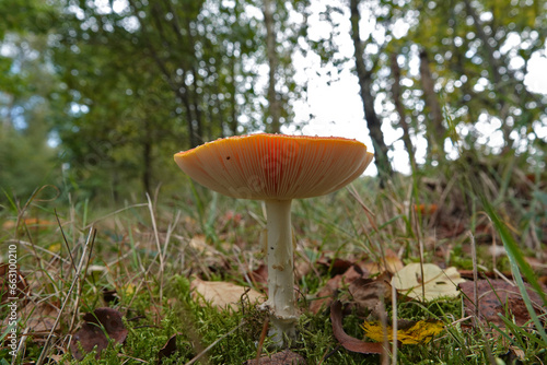 Low angle closeup on a highly toxic Fly agaric mushroom, Amanita muscaria, on the forest floor