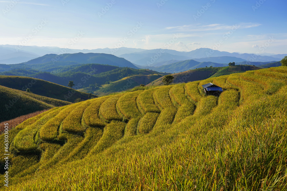 Beautiful greenery view of rice terrace in Chiangmai, north of Thailand