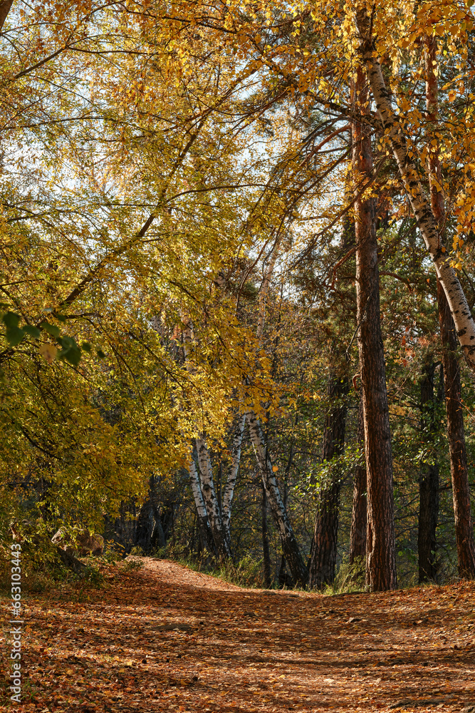 Fototapeta premium autumn in the forest, Autumn landscape, road in autumn forest