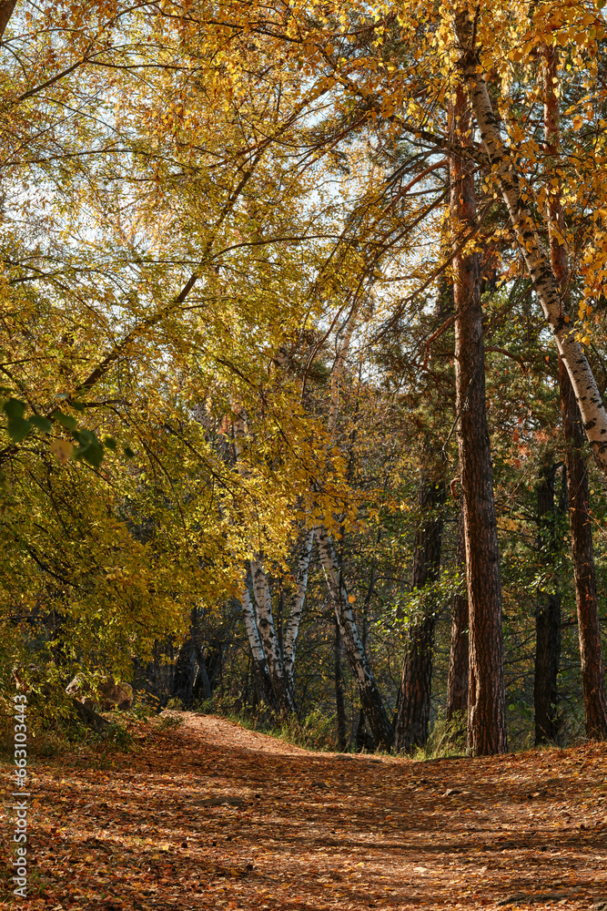 autumn in the forest, Autumn landscape, road in autumn forest