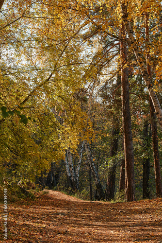 autumn in the forest  Autumn landscape  road in autumn forest