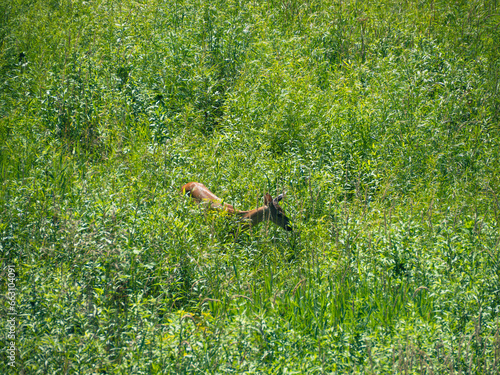 Lone deer in tall grass and brush 