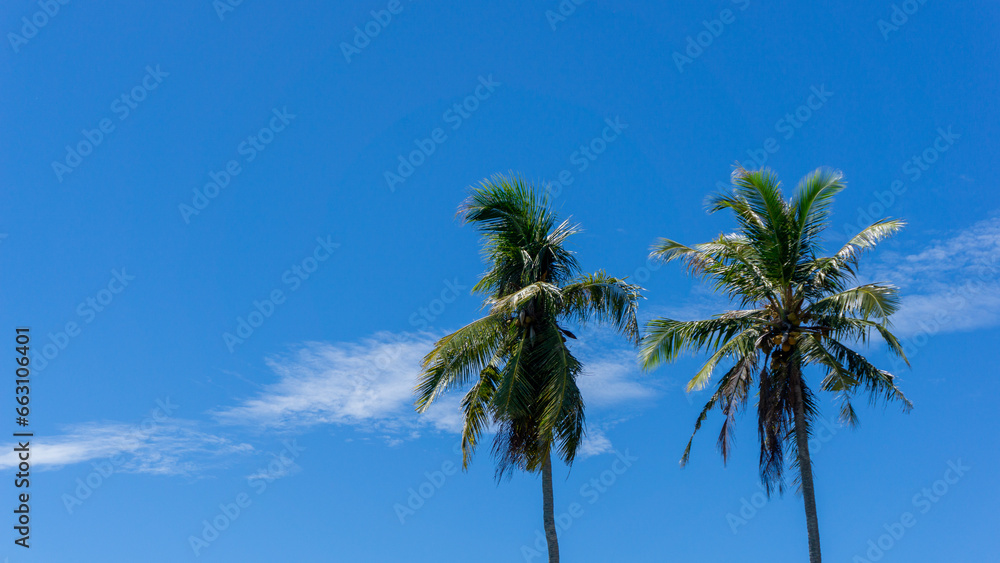 Coconut palm tree at the beach. Low angle view of coconut tree against blue sky