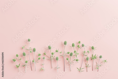 Frame from natural flowers, minimal botanical style, green prickly flowering plants on delicate pink background, empty space. Sea holly or eryngo, blooming wild grass, nature still life card © yrabota