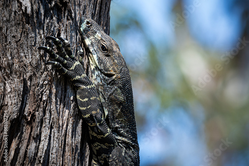 Goanna, Large tree dwelling lizard, Southeastern coastal forests, Australia. Native Lace Monitor.