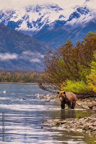 Alaskan Brown Bear  Ursus horribilis  at Lake Clark National Park looking for food
