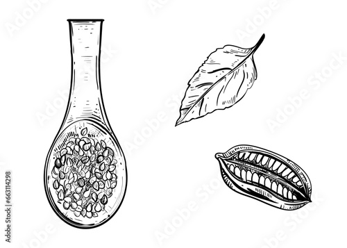 Hand drawn sketch black and white illustration sesame. Vector illustration. Elements in graphic style label, sticker, menu, package. Engraved style illustration.