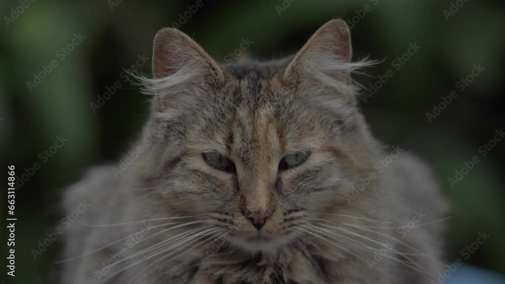 Cinematic scenes of a vigilant cat, carefully surveying its surroundings, capturing feline elegance and mystery Cinematic scenes of a vigilant cat, carefully surveying its surroundings, capturing feline elegance and mystery