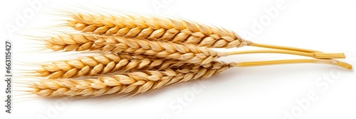  Wheat ears isolated on white background.