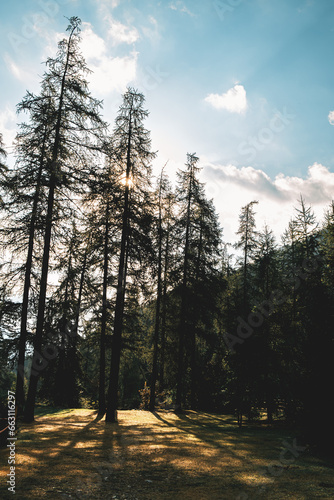 Landscape in the forest