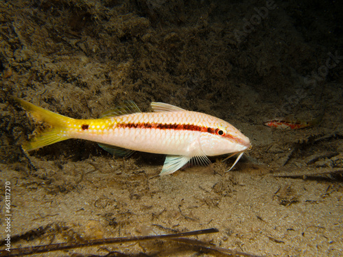 Red Sea goat fish from Cyprus