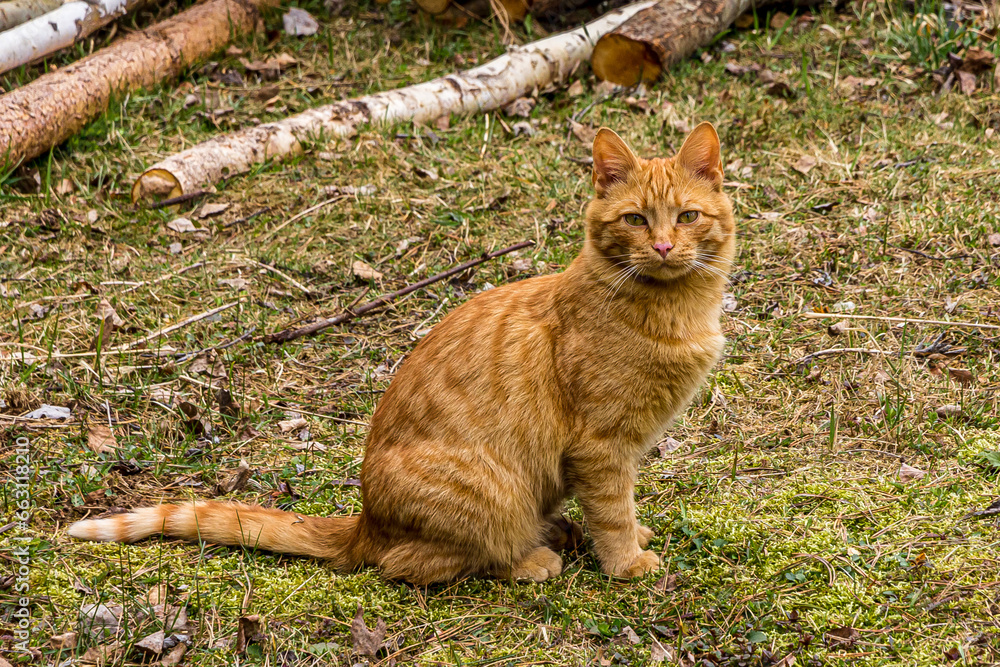 Portrait of a ginger tabby cat sitting on the ground with grass in the summer on the street on a background of wooden sticks. The cat looks sad. The long red tail is straightened on the ground. Portrait of a ginger tabby cat sitting on the ground with grass in the summer on the street on a background of wooden sticks. The cat looks sad. The long red tail is straightened on the ground.