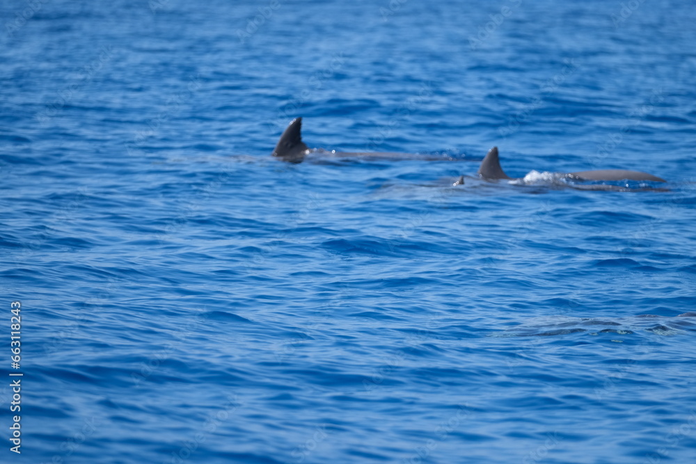 Fototapeta premium Dolphins