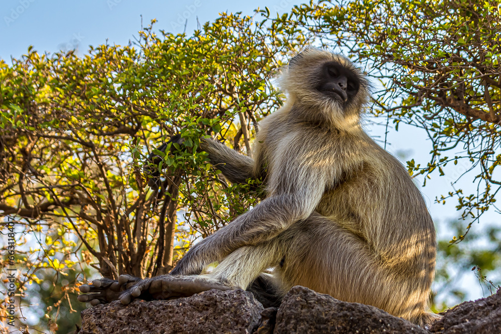 Obraz premium Close-up portrait of a gray langur sitting on a stone wall against a green tree background. Bengal sacred langur (Semnopithecus entellus, Northern plains gray) lives in the tropics in India. Wildlife.