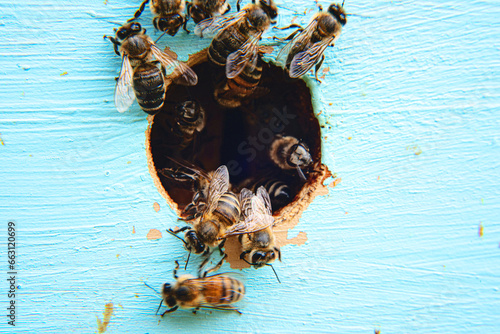 Honeybees at the entrance to a beehive.