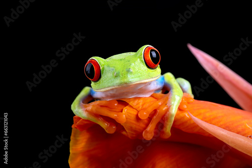 Close up photo of red-eyed tree frog on a leaf