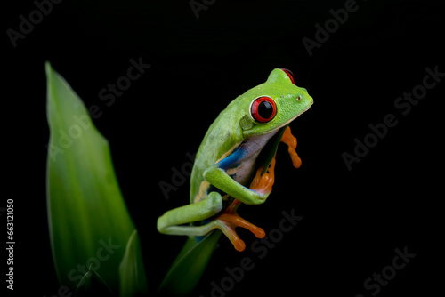 Close up photo of red-eyed tree frog on a leaf