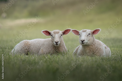 two sheep are lying in a field on the green tall grass